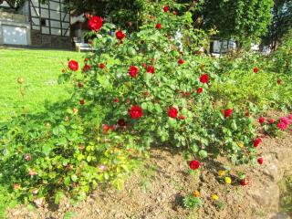 IMG_2311.JPG