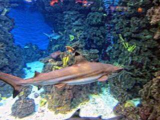 IMG_8452.JPG