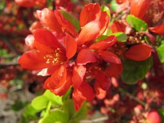 IMG_7081.JPG
