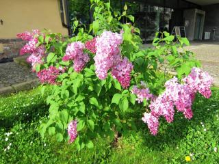 IMG_7101.JPG