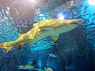 IMG_8476.JPG