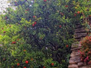 IMG_9286.JPG