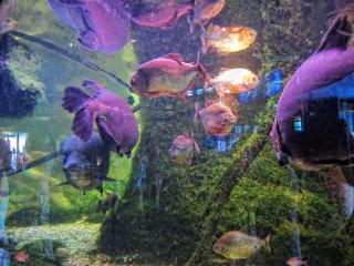IMG_8492.JPG