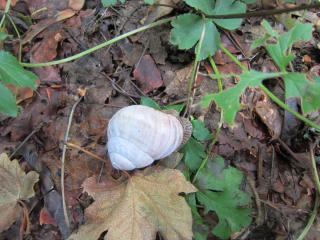 IMG_2628.JPG