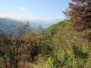 IMG_2599.JPG