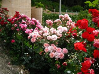 IMG_4677.JPG