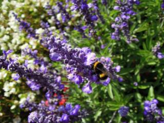 DSCN1184.JPG