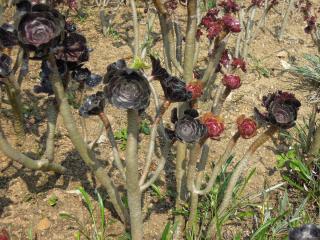 DSCN3892.JPG