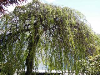 DSCN3980.JPG