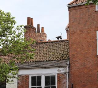 cat_roof.jpg