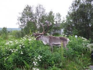 IMG_4718_1.JPG