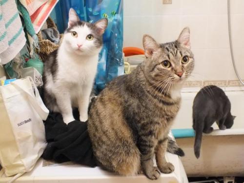 котики 003.jpg