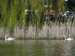 IMG_4427.JPG