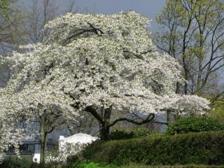 IMG_4459.JPG