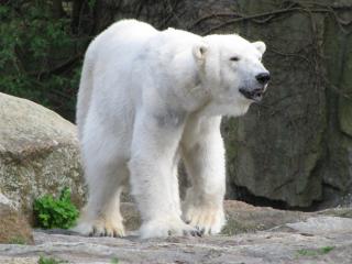 IMG_4279.JPG
