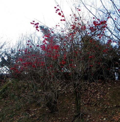 2015-12-31 10-17-29_12-23-19.JPG