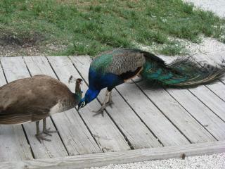 IMG_3130.jpg