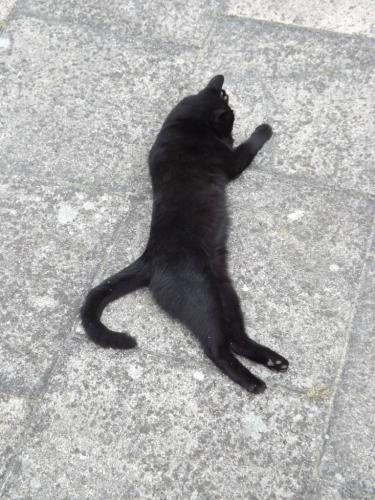 щецин кот.jpg