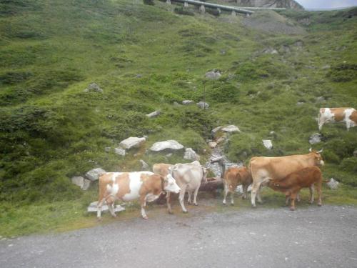 сильв коровы.jpg