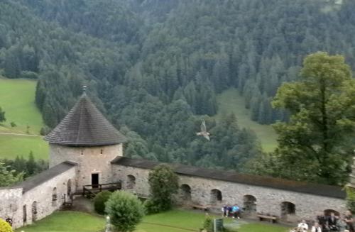 хоэн птица.jpg