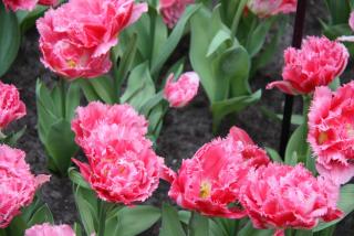 IMG_0562.JPG