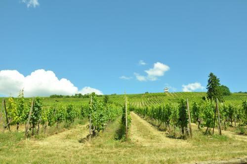DSC_0903.JPG