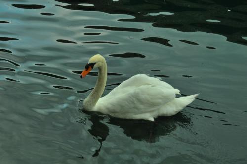 DSC_1130.JPG