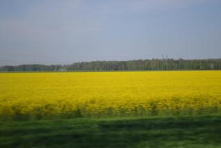 DSC_5211.JPG