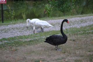 DSC_2314.JPG