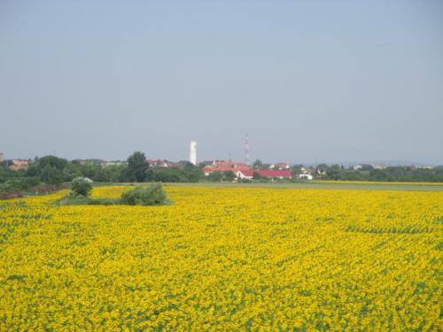 IMG_7989.JPG