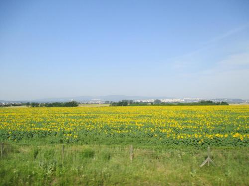 IMG_7982.JPG