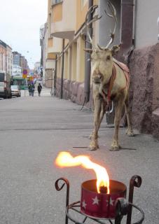 олень.jpg