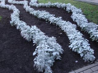 DSC05737.JPG