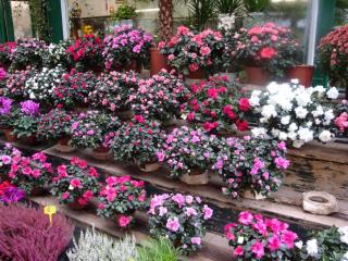 DSC07795.JPG