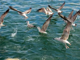 IMG_8316.JPG