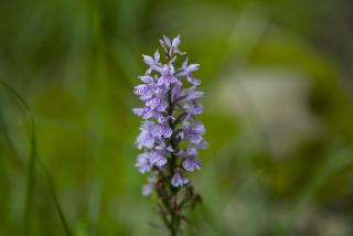 IMG_8419.JPG
