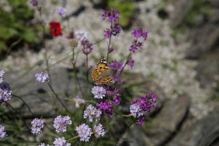 IMG_7832.JPG
