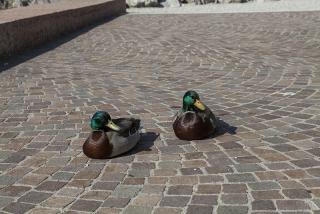 IMG_7279.JPG