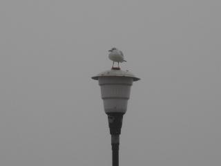 IMG_4621.JPG