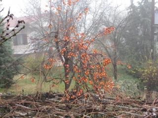 IMG_4626.JPG