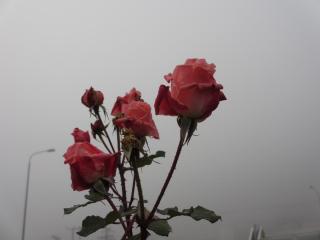 IMG_4625.JPG