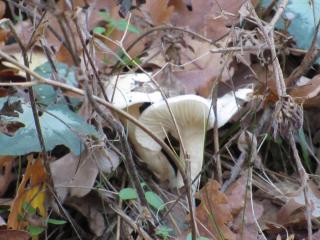 IMG_4841.JPG