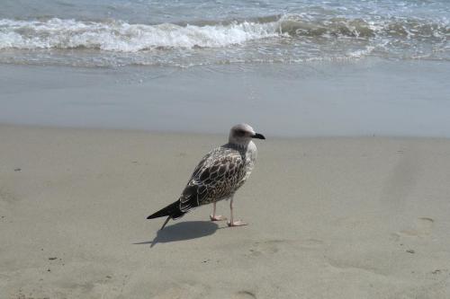 Лигурия 2015 416.JPG