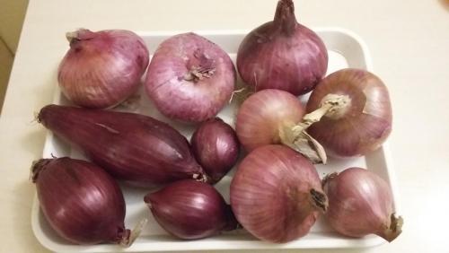 лето 2017 1660.jpg