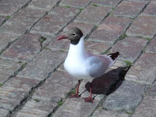 Франция май 2012 032.JPG