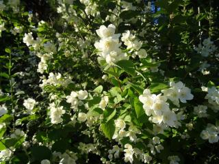 DSC03126.JPG