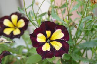 DSC07415.JPG