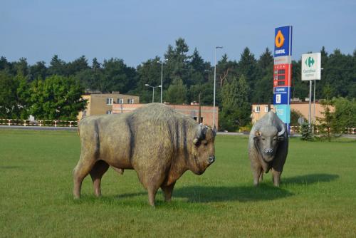 DSC_6645.jpg