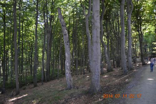 DSC_5771.jpg