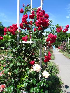IMG_4741.JPG
